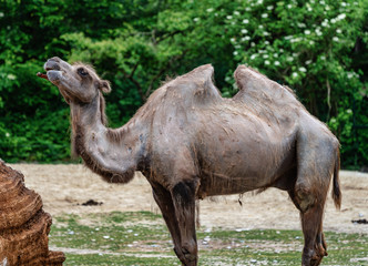 Bactrian camel, Camelus bactrianus in a german zoo