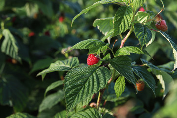 Ripe raspberries on a branch in garden at summer sunny day