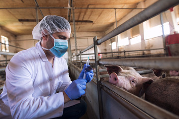 Veterinarian at cattle farm preparing to give a medicine shot injection for vaccination to the pigs...