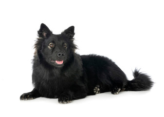 Finnish Lapphund in studio