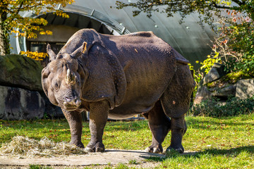 The Indian Rhinoceros, Rhinoceros unicornis aka Greater One-horned Rhinoceros © rudiernst