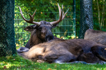 European Moose, Alces alces, also known as the elk