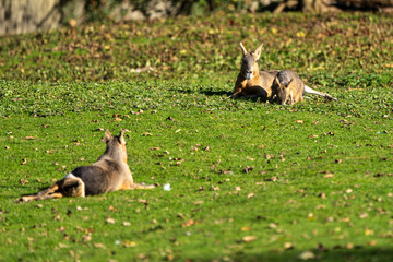 Patagonian Mara, Dolichotis patagonum are large relatives of guinea pigs