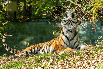 Fototapeta premium The Siberian tiger,Panthera tigris altaica in the zoo