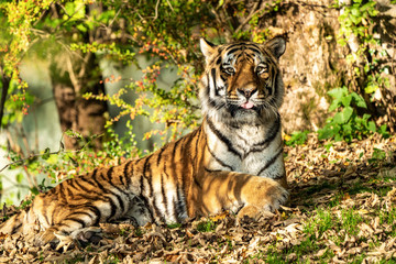 Obraz premium The Siberian tiger,Panthera tigris altaica in the zoo