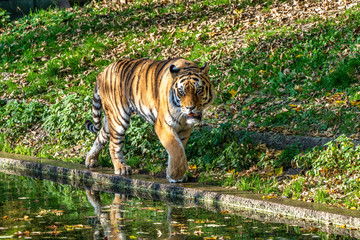 The Siberian tiger,Panthera tigris altaica in the zoo