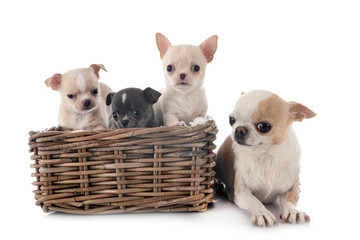chihuahuas in studio