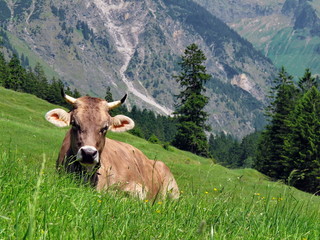 Kuh mit Hörner artgerecht auf Weide in den Alpen
