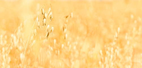 An ear of oat in a field with a cereal crop in autumn. Farmer harvest season
