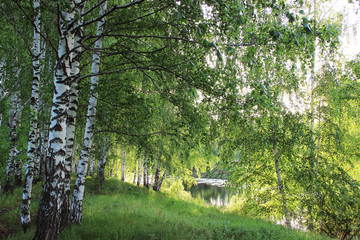 A pond surrounded by birch trees on a Sunny morning.