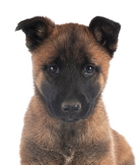 puppy malinois in studio