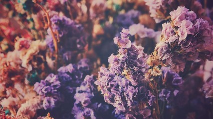 Fototapeta na wymiar closeup vintage dry purple flowers