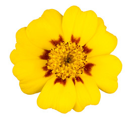 tagetes flower isolated