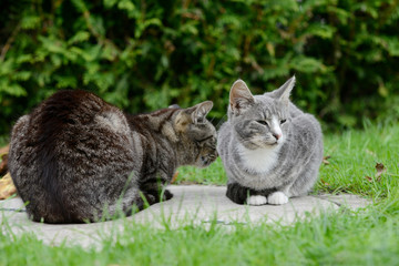 Naklejka na ściany i meble cats lying in the garden