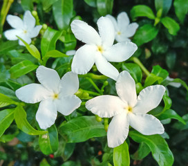 Obraz premium White Jasminum Polyanthum
