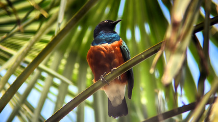 bird with red plumage and dark head, Rufous Bellied Niltava