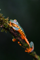 Splendid tree frog or splendid leaf frog (Cruziohyla calcarifer). A beautiful frog with tiger stripes. Barbilla national park, Costa Rica.