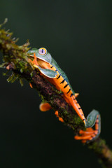 Splendid tree frog or splendid leaf frog (Cruziohyla calcarifer). A beautiful frog with tiger stripes. Barbilla national park, Costa Rica.