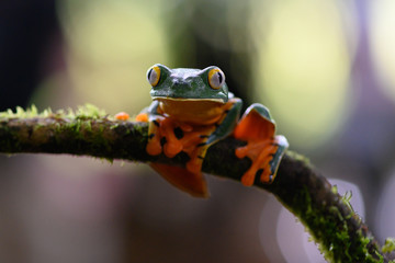 Splendid tree frog or splendid leaf frog (Cruziohyla calcarifer). A beautiful frog with tiger stripes. Barbilla national park, Costa Rica.