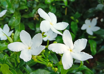 Fototapeta na wymiar White Jasminum Polyanthum