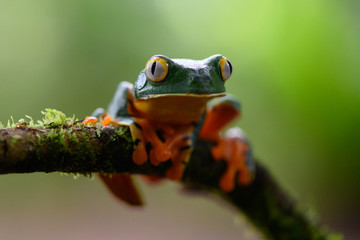 Splendid tree frog or splendid leaf frog (Cruziohyla calcarifer). A beautiful frog with tiger stripes. Barbilla national park, Costa Rica.