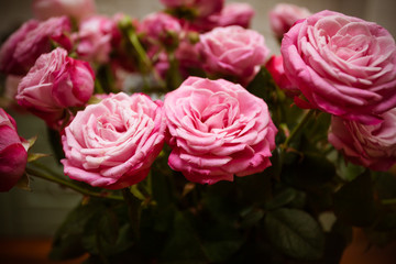 Beautiful dark pink roses, gift bouquet of fresh roses