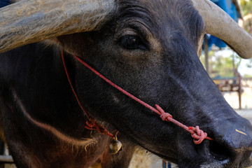 Closeup face of black buffalo animal in thailand.
