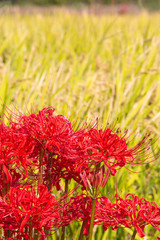 満開の曼殊沙華と収穫間近の稲