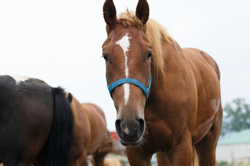 Fototapeta premium 日本の北海道東部・夏、牧場の馬