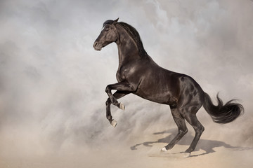 Black stallion rearing up in desert dust