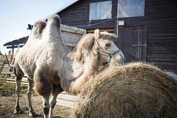 Camel close-up in the bright sun. Camel chews hay, camel head close-up