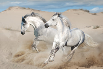 Fototapeta na wymiar White horses free run in desert