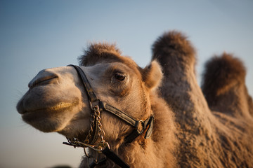 Camel close-up in the bright sun. Camel chews hay, camel head close-up