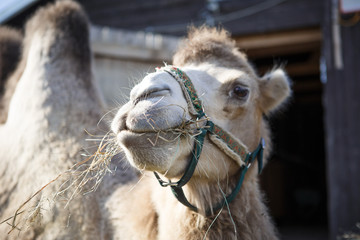 Camel close-up in the bright sun. Camel chews hay, camel head close-up