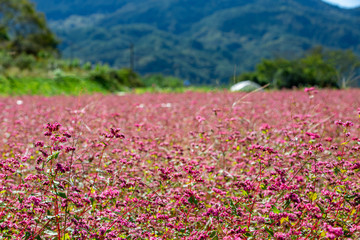 満開の赤蕎麦の花