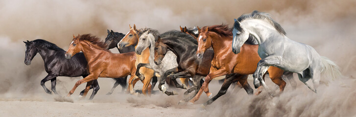 Fototapeta Horse herd run free on desert dust against storm sky obraz