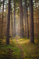 Obraz premium A narrow path in a dense pine forest. Autumn and fog in the forest, the road goes into the distance between the trees