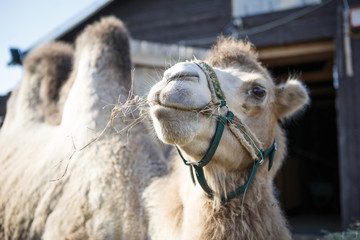 Camel close-up in the bright sun. Camel chews hay, camel head close-up