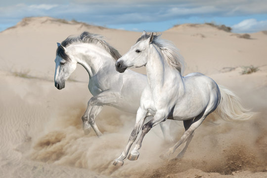 White horses free run in desert © kwadrat70