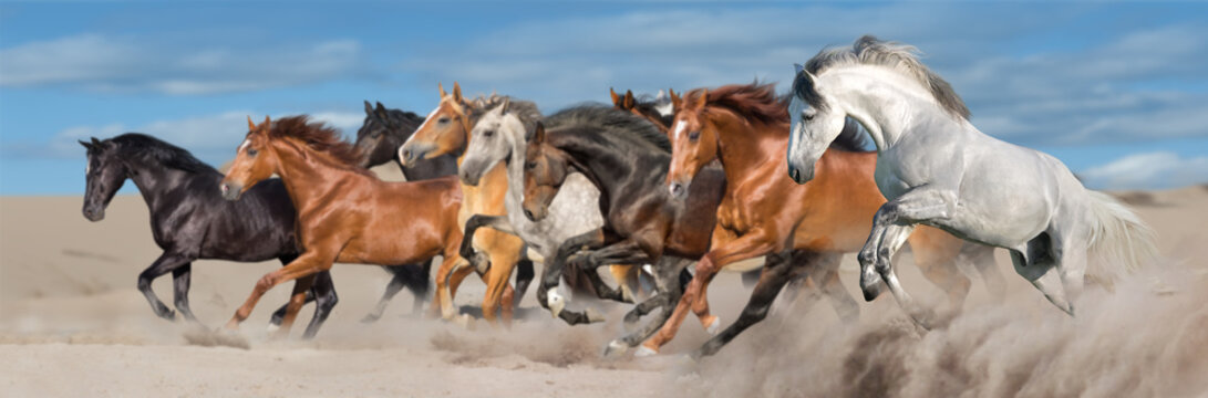 Horse herd run gallop in desert sandy dust against blue sky © kwadrat70
