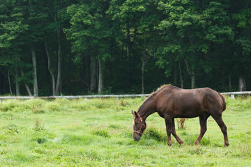 Obraz premium 日本の北海道東部・夏、牧場の馬