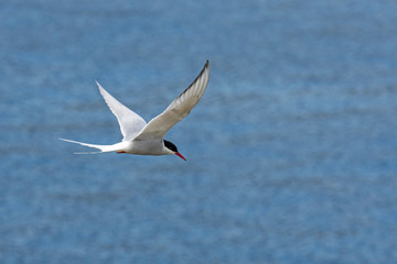 Fototapeta na wymiar Arctic tern (Sterna paradisaea) flying over sea water / Atlantic Ocean