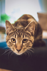 a cat with brown eyes