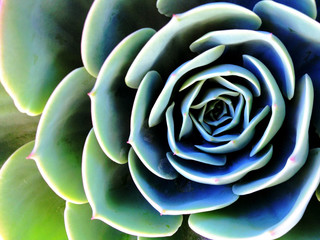 closeup of blue-green succulent rosette