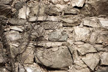 Old wall with cement covered with dry creeping branches is close