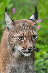 Eurasian lynx (Lynx lynx) close-up portrait