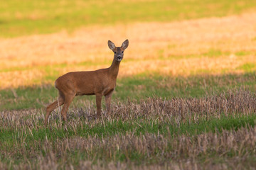 Roe deer (Capreolus capreolus) female