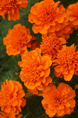 Flower of Orange Cosmos sulphureus in Pescia, Tuscany, Italy