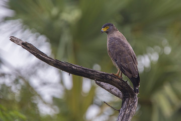 Crested Serpent Eagle (Spilornis cheela) Sri lanka