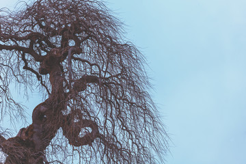 Silhouette of a tree without leaves against a blue sky. Bottom-up view. Autumn scene